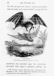 Bat-Lizards